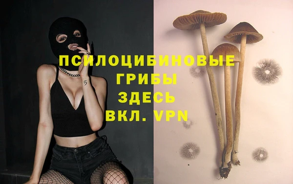 прущие грибы Баксан